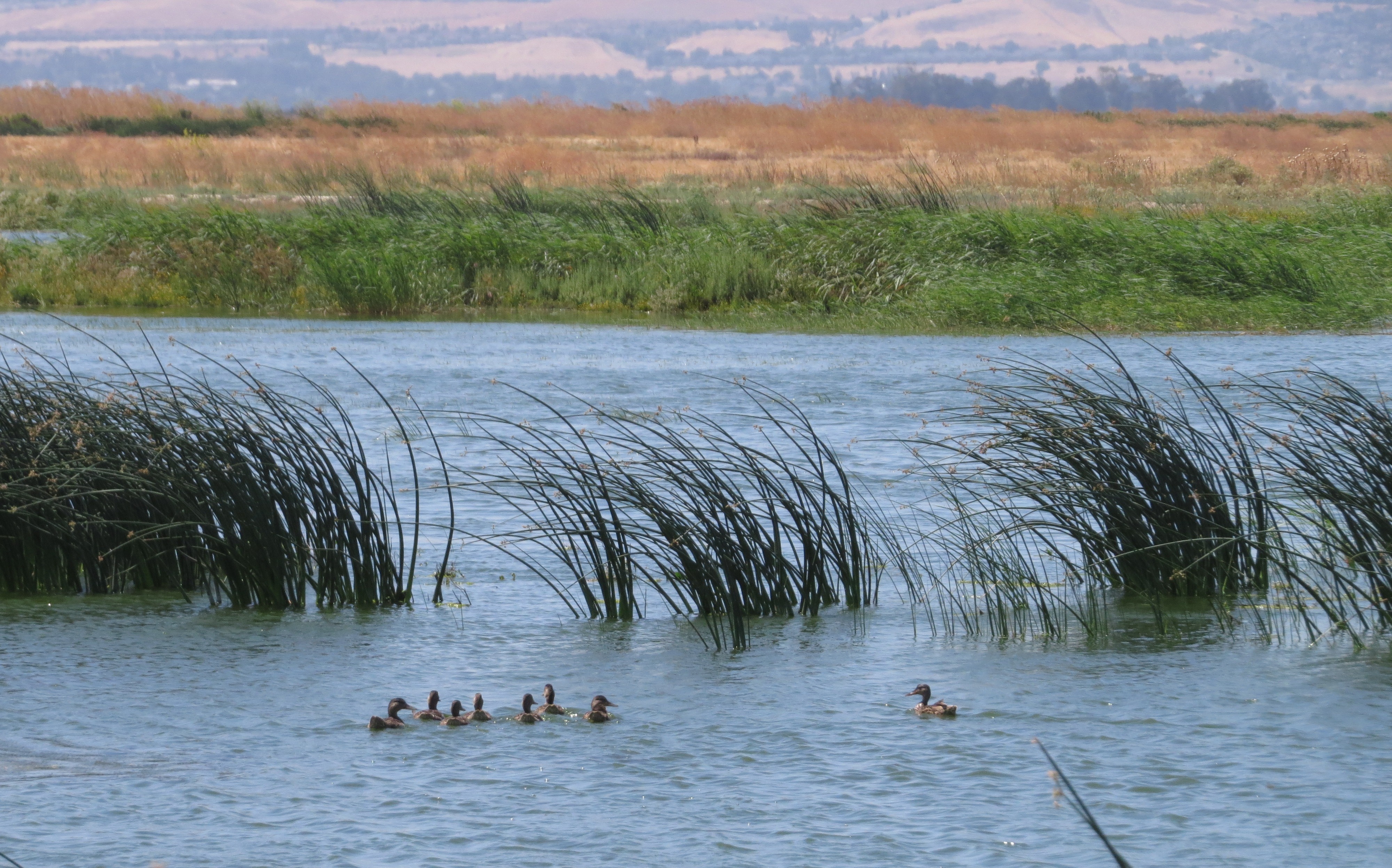 Waterfowl swim at the Grizzly Island Wildlife Area. CDFW photo